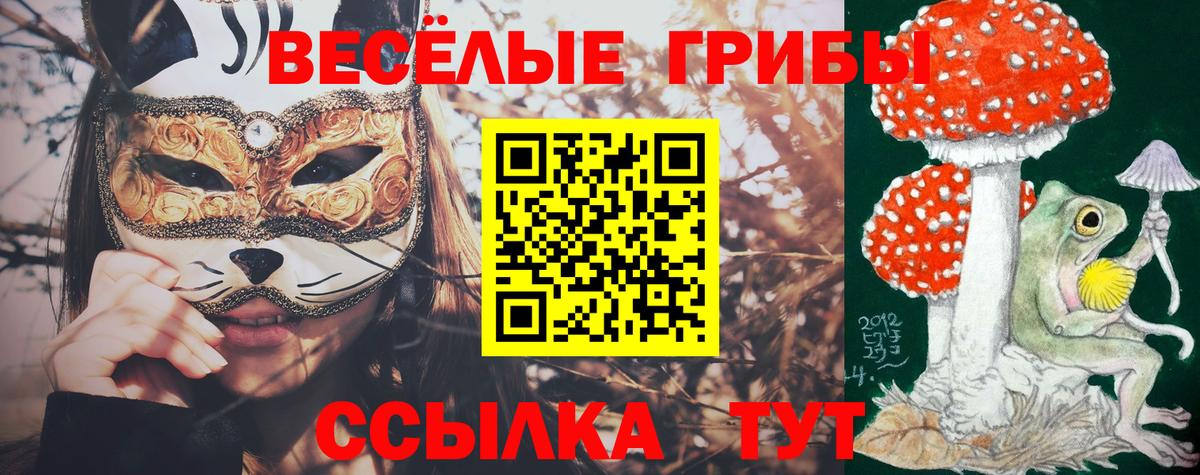 Псилоцибиновые грибы Psilocybe Ачинск